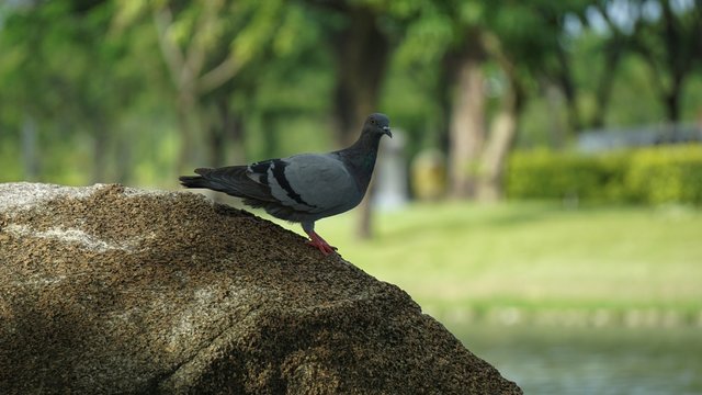 a little bird hanging on the rocks.