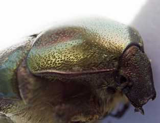 A head of green rose chafer