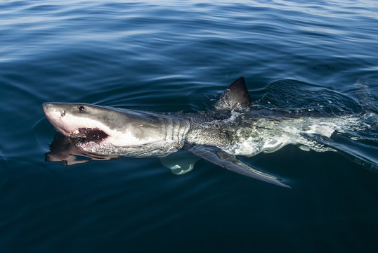 Great White Shark breeching the surface with open mouth
