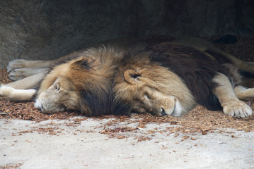 Lion