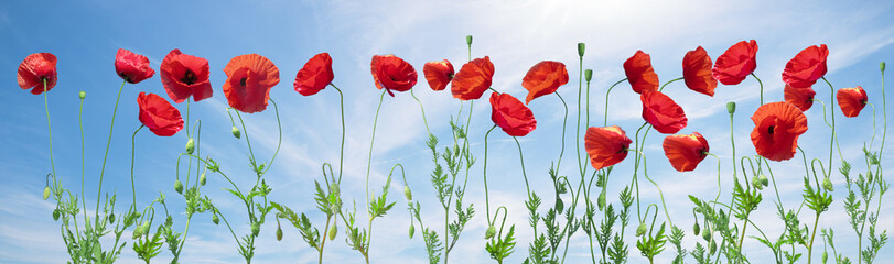 Fototapeta na wymiar Panorama made of flowering red poppies against the blue sky