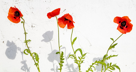 Red poppies on a bleached wall background