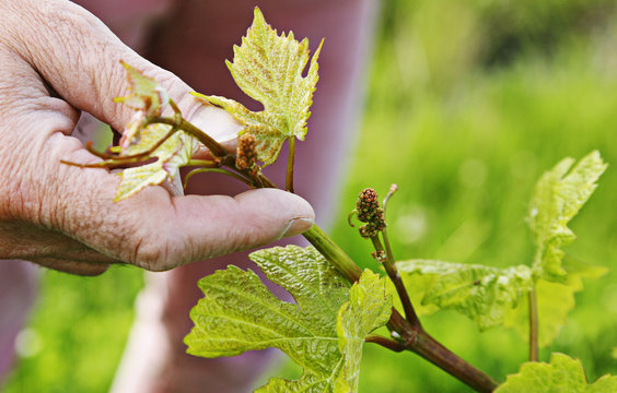 Wein