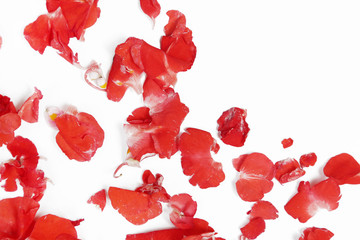 Red flowers petals