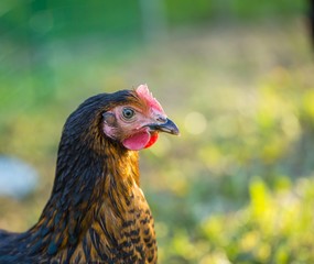 Close up of hen face