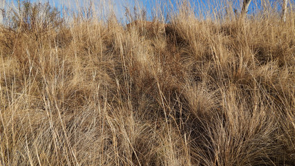 Autumn grass background