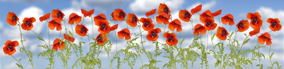 Panorama made of flowering red poppies against the blue sky
