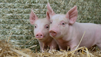 A piglet newborn standing on a straw in the farm. concept of biological , animal health , friendship , love of nature . vegan and vegetarian style . respect for animals.