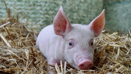 A piglet newborn standing on a straw in the farm. concept of biological , animal health , friendship , love of nature . vegan and vegetarian style . respect for animals. © Kitreel