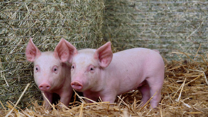 A piglet newborn standing on a straw in the farm. concept of biological , animal health , friendship , love of nature . vegan and vegetarian style . respect for animals.