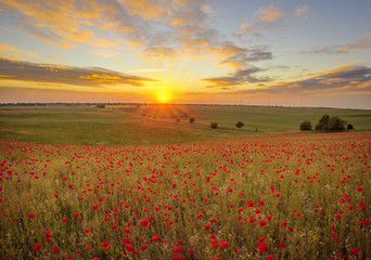 Fototapeta na wymiar sunset over a poppy meadow