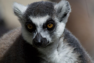 Obraz premium Lemur