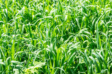 green grass as background or texture close up