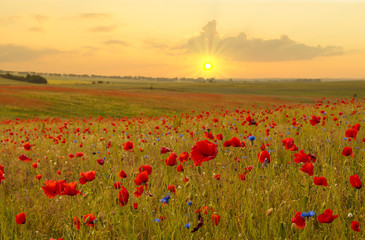 sunset over a poppy meadow