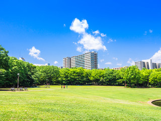 青空と新緑の公園