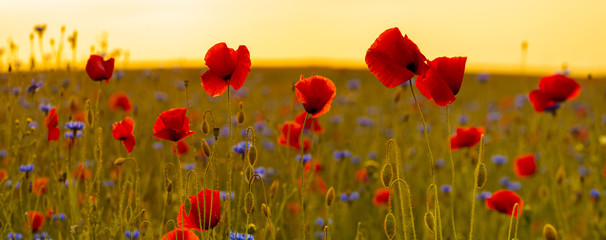 Fototapeta premium sunset over a poppy meadow