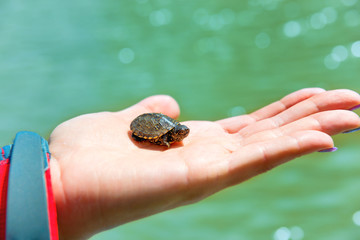 Small sea turtle