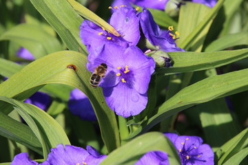 Kraeuter_Blumen_violette_Blueten