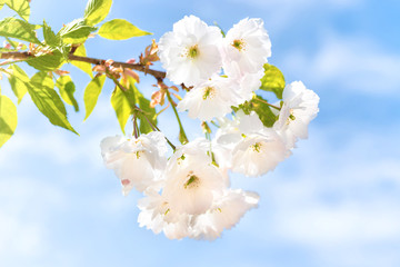 White sakura flowers on a spring tree