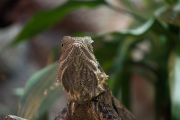 Lizard