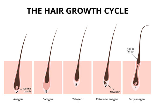 Hair Growth Cycle Images – Browse 661 Stock Photos, Vectors, and Video |  Adobe Stock