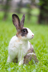 Happy bunny on grass