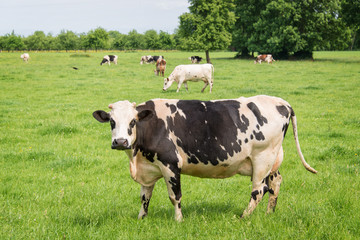 Norman black and white cows grazing on grassy green field with trees on a bright sunny day in Normandy, France. Summer countryside landscape and pasture for cows