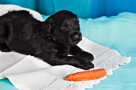 Puppy breed Black Russian Terrier eats a carrot