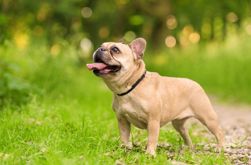 Photo of a French Bulldog