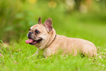 Fototapeta premium Photo of a French Bulldog