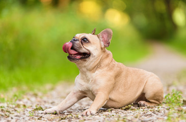 Photo of a French Bulldog