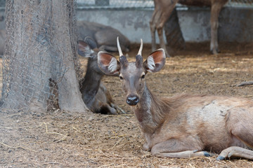 Deers in cage.