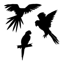 Vector illustration. Set of parrots, flying parrots. Parrot sitting on a branch. Black silhouette © Margosoleil