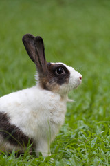 Happy bunny on grass