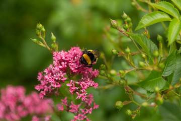 Hummel auf blühendem Strauch