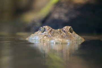 Isabella is watching