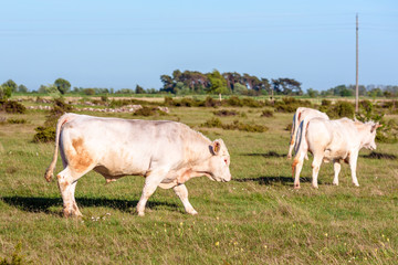 Golden beige steer walking with heifers in barren landscape.