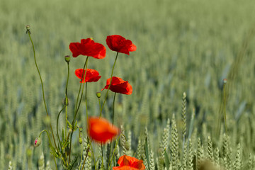 Mohnblume auf Roggenfeld