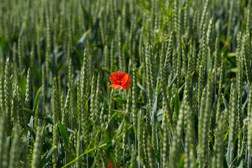 Mohnblume auf Roggenfeld
