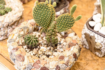 Cactus in handmade stone pots