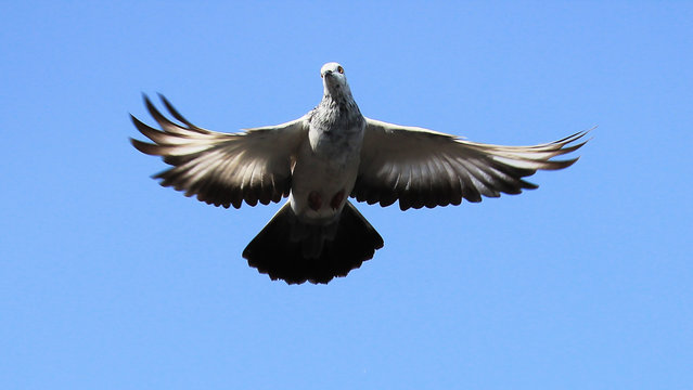 Pigeon flying.