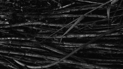 Broken branches black and white background