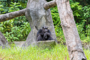 Naklejka premium Monkey sit on rock in zoo, monkey with boring face