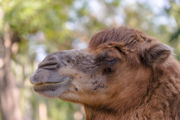 Camel in zoo, headshot
