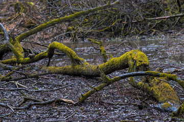 Fallen tree on the river covered by moss 