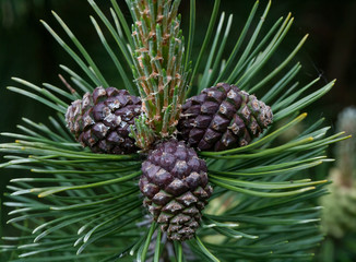 Cones on coniferous tree - Mountain (black) pine.