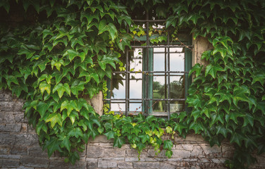 Old metal grilled window with overgrown green plants