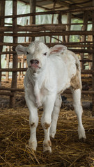 Newborn Charolais calf standing in barrack