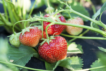 Strawberry fruit Elsanta