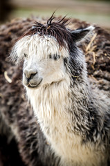 Fototapeta premium Portrait of a beautiful white-gray lama.